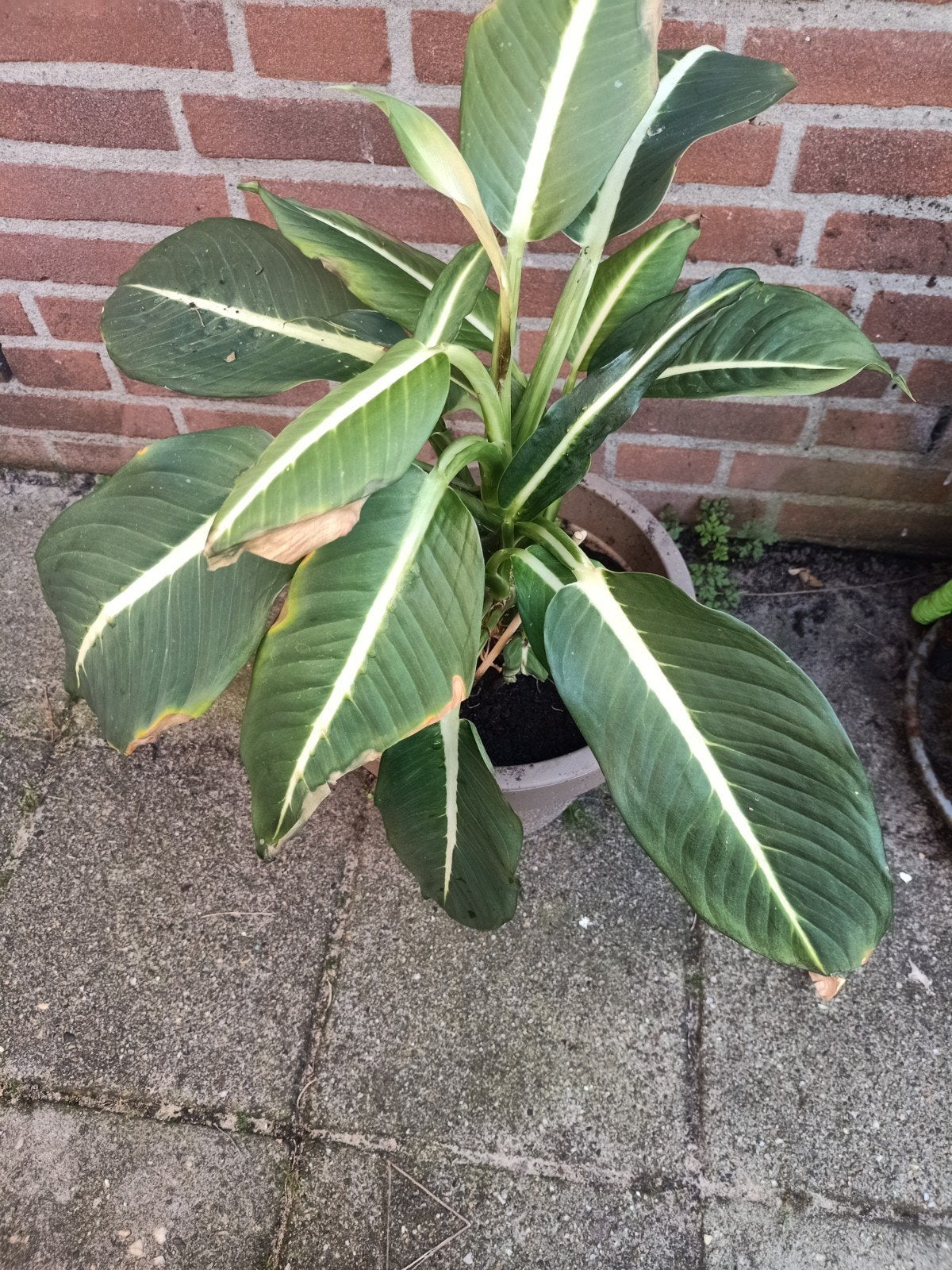 mooie kamerplant., Ophalen, Halfschaduw, Minder dan 100 cm