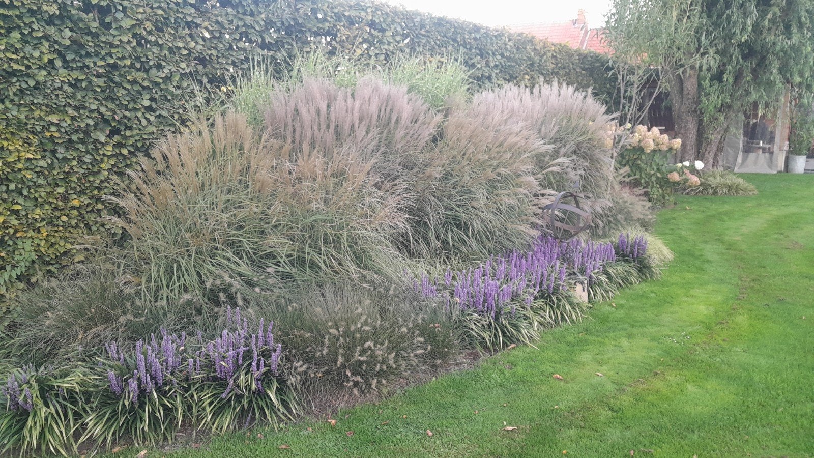 Siergrassen lampenpoetsersgras carex zegge siergras braam, Ophalen, Vaste plant, Siergrassen, Halfschaduw