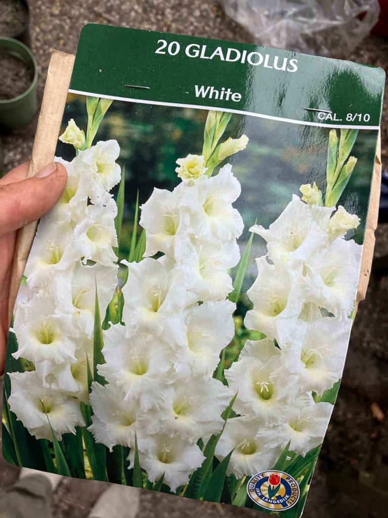 Witte Gladiolen - Bloembollen voor uw Tuin, Ophalen, Voorjaar, Volle zon, Bloembol