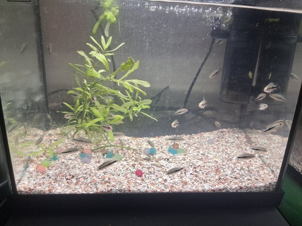 Cichlide rode arcara €2,00 p.s, Dieren en Toebehoren, Vis, Zoetwatervis