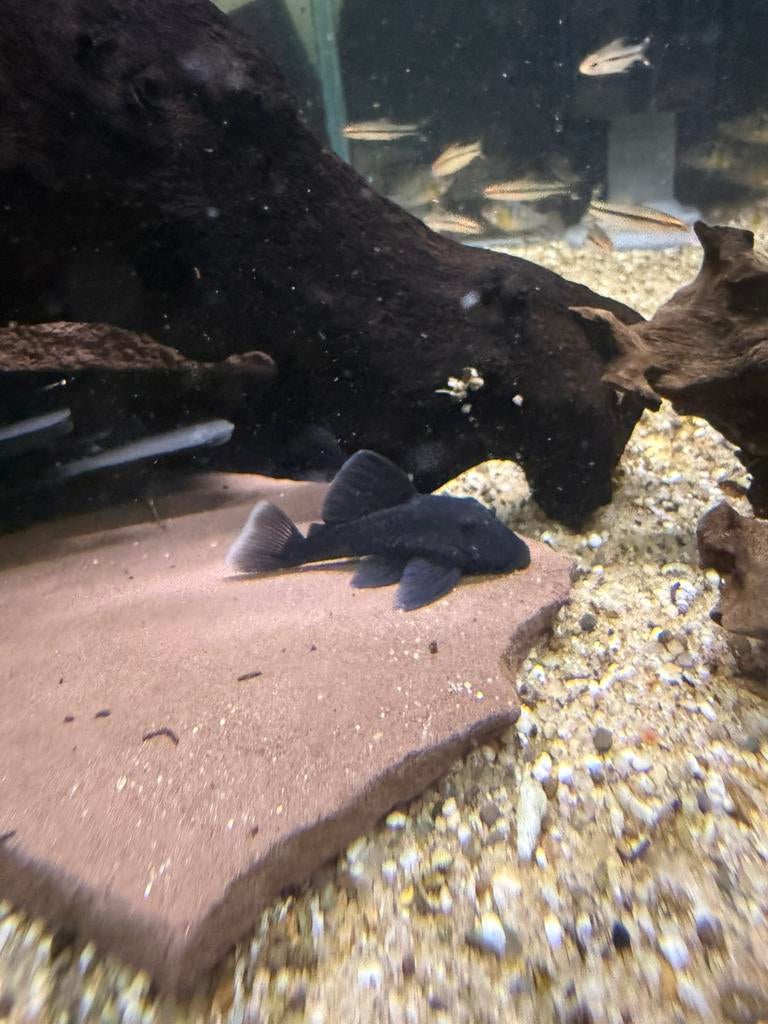L239 baryancistrus beggini, Dieren en Toebehoren, Vis, Zoetwatervis