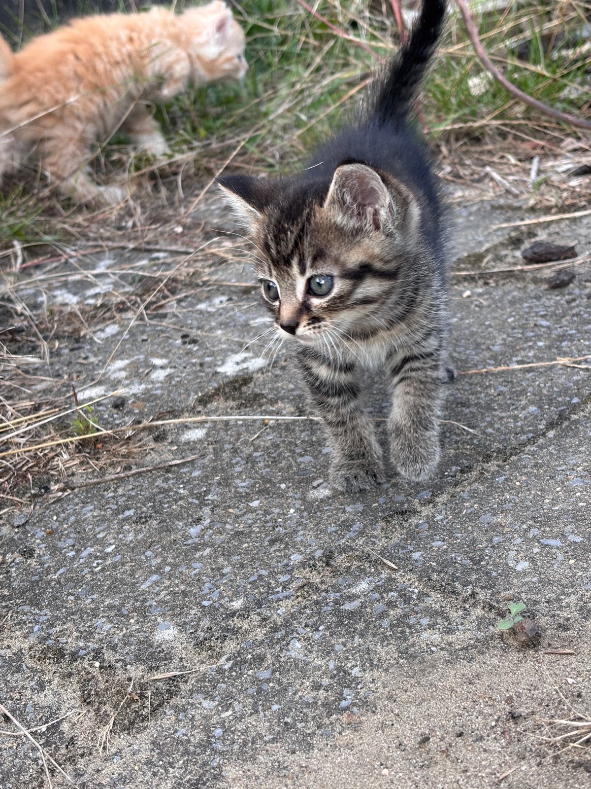 Zeer lieve kittens, Dieren en Toebehoren, Katten en Kittens | Raskatten | Langhaar, Meerdere dieren, Ontwormd, 0 tot 2 jaar