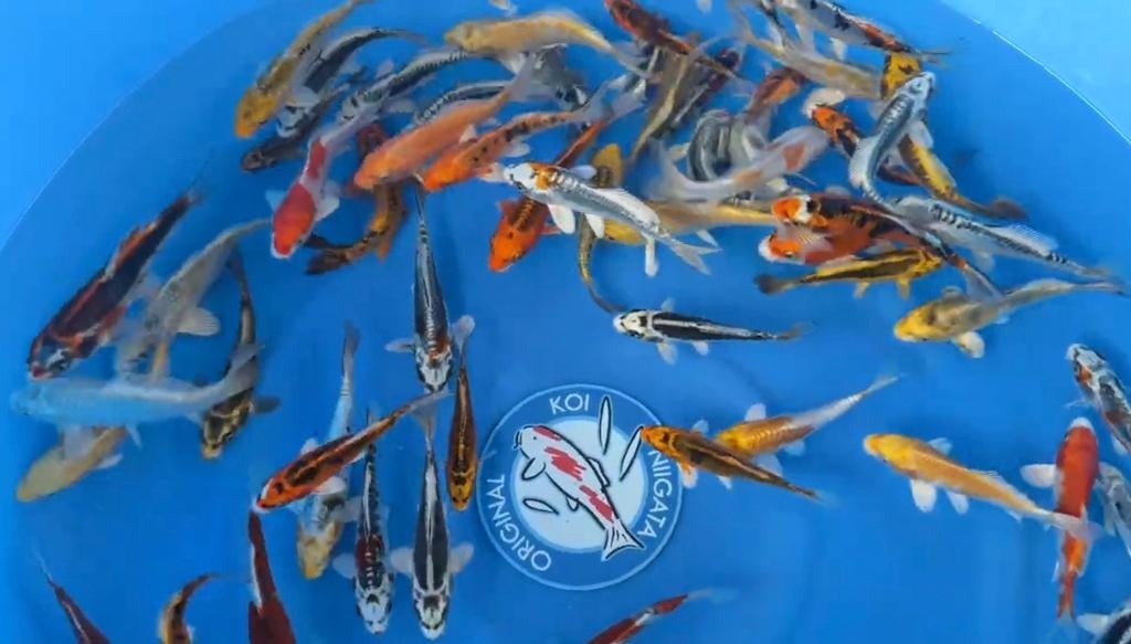 JAPANSE KOI YAMASAN-TOSAI 12-15 CM, Karper of Koi