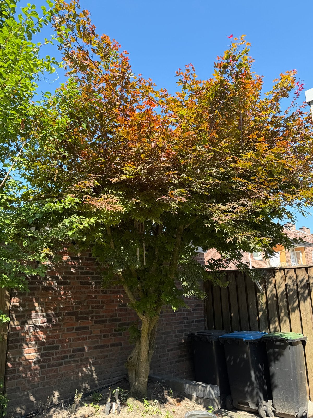 Mooie sterke Japanse Esdoorn - Zelf uithalen, Tuin en Terras, Planten | Bomen, Ophalen, Halfschaduw, Overige soorten, Lente