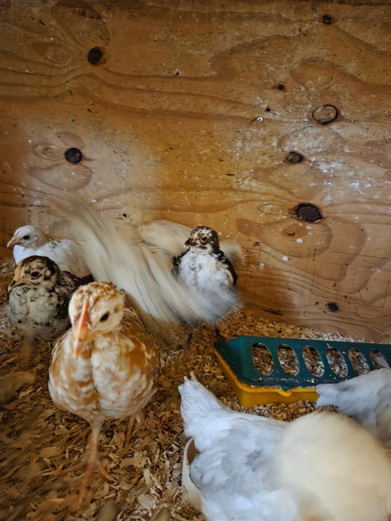 Kuikens te koop, Dieren en Toebehoren, Pluimvee, Meerdere dieren, Kip