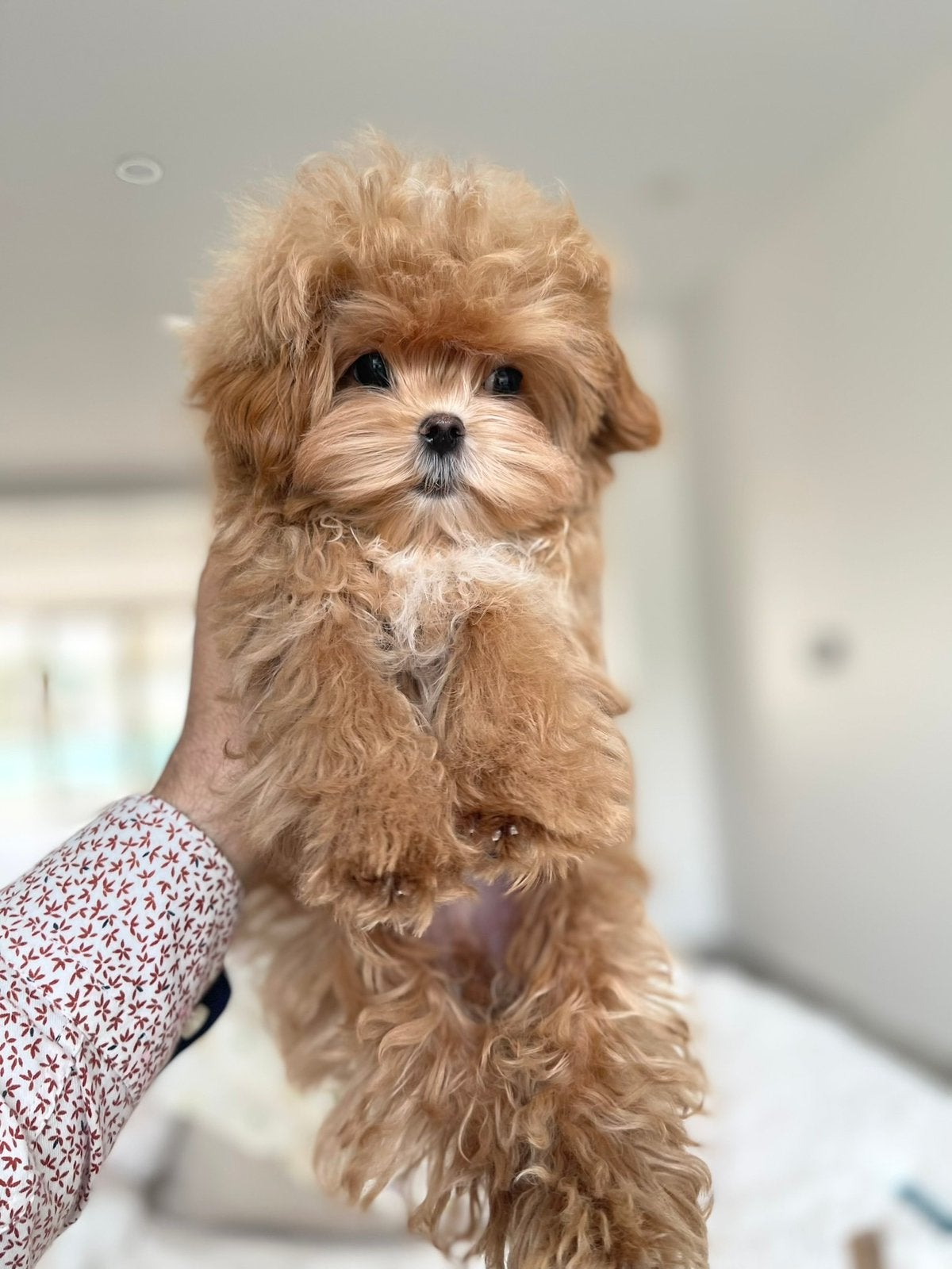 Exclusieve Maltipoo F1, Micro pup(Maltezer/Asian Toy Poedel), Dieren en Toebehoren, Honden | Chihuahua's en Gezelschapshonden