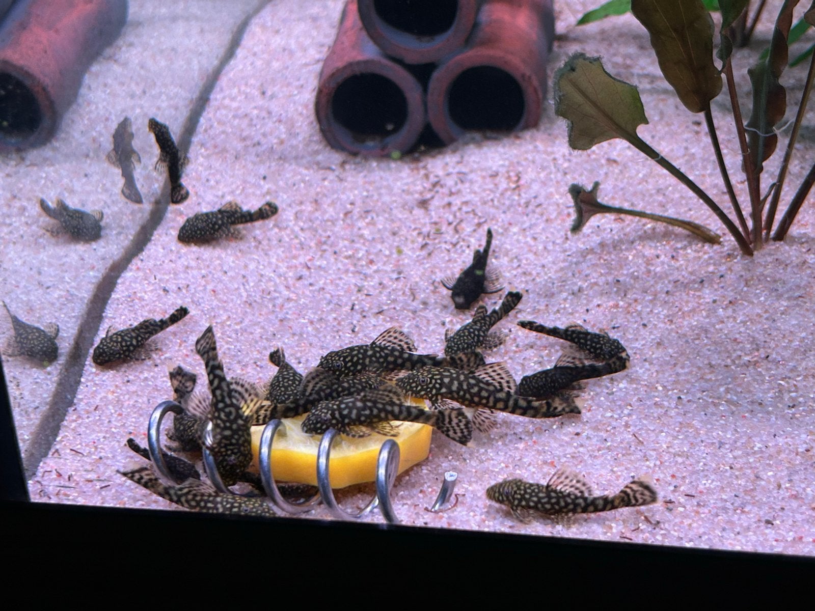Ancistrussen ca 3 cm, Dieren en Toebehoren, Vissen | Aquariumvissen, Vis, Zoetwatervis