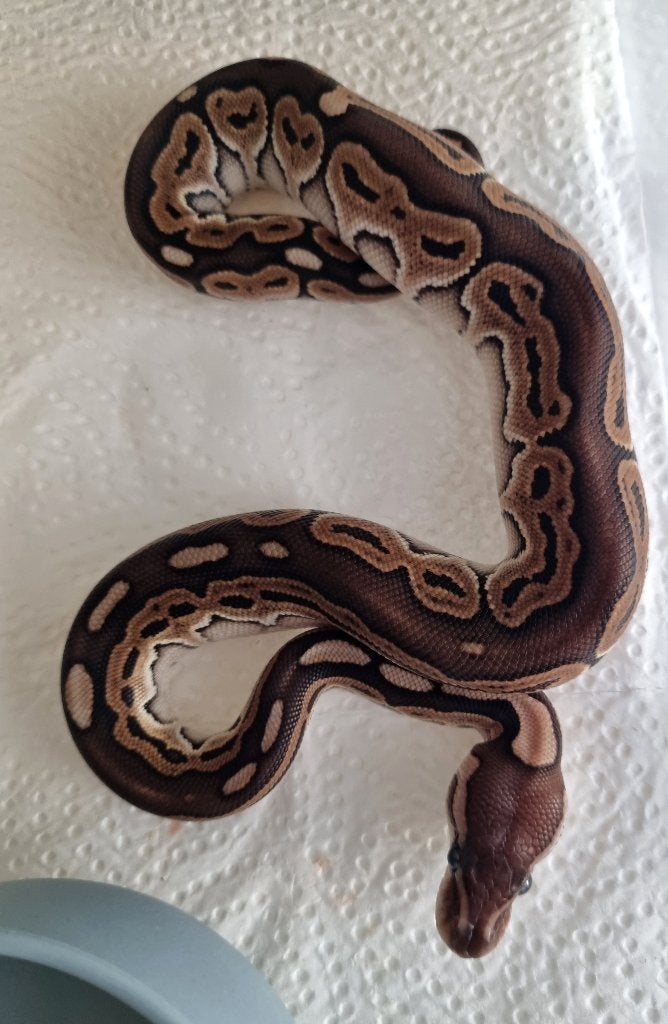 0.1 black pastel special het clown koningspython Ball Python photo 2