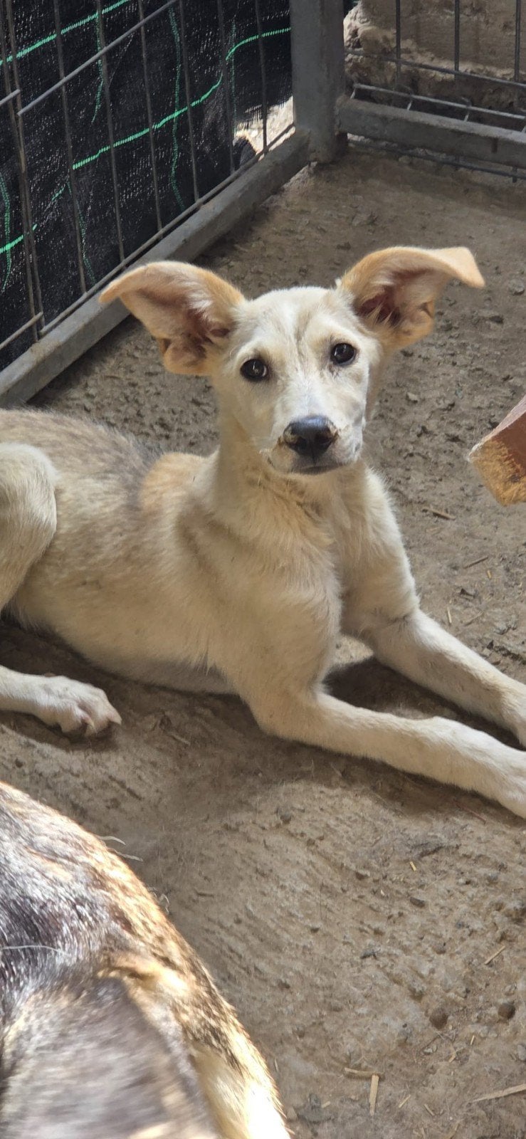 Pup Stitch zoekt een baasje, Dieren en Toebehoren, Honden | Niet-rashonden, 15 weken tot 1 jaar, Handelaar, Buitenland, Teef