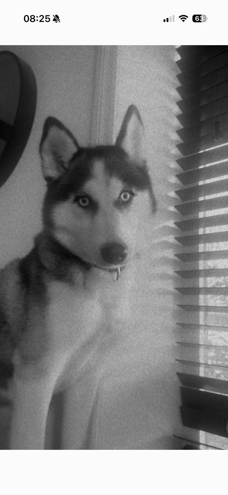 Lieve siberische husky teefje, Rabiës (hondsdolheid), 1 tot 2 jaar, Teef, Poolhond