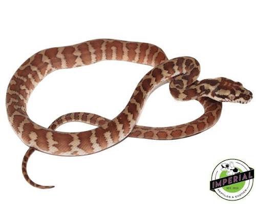 Gezocht Antaresia/morelia, Dieren en Toebehoren, Reptielen en Amfibieën, Slang, 0 tot 2 jaar