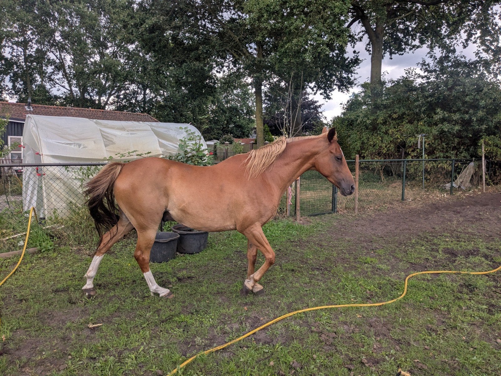 Lieve Welsh NWR D rijpony 7 jaar, Dieren en Toebehoren, Pony's, Ruin, Dressuurpony, 7 tot 10 jaar, D pony (1.37m tot 1.48m)