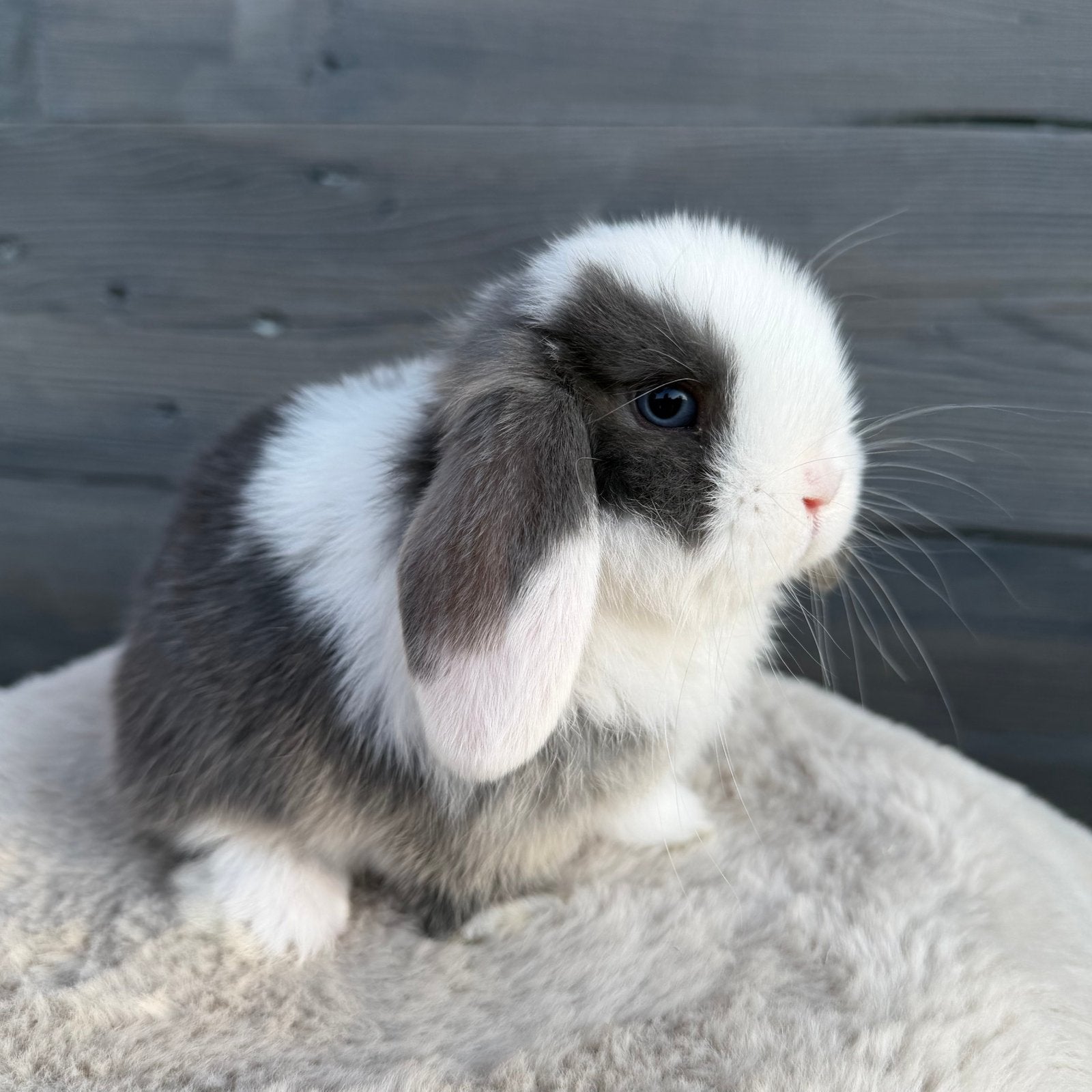 Lieve raszuivere minilop baby konijntjes, Dieren en Toebehoren, Meerdere dieren, Dwerg