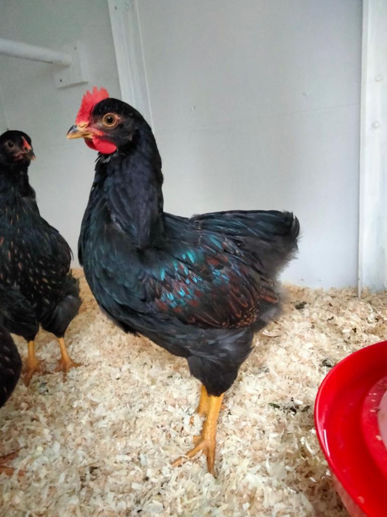 Mooie Barnevelder hanen blauw & dubbel gezoomd, Dieren en Toebehoren, Pluimvee, Mannelijk, Kip