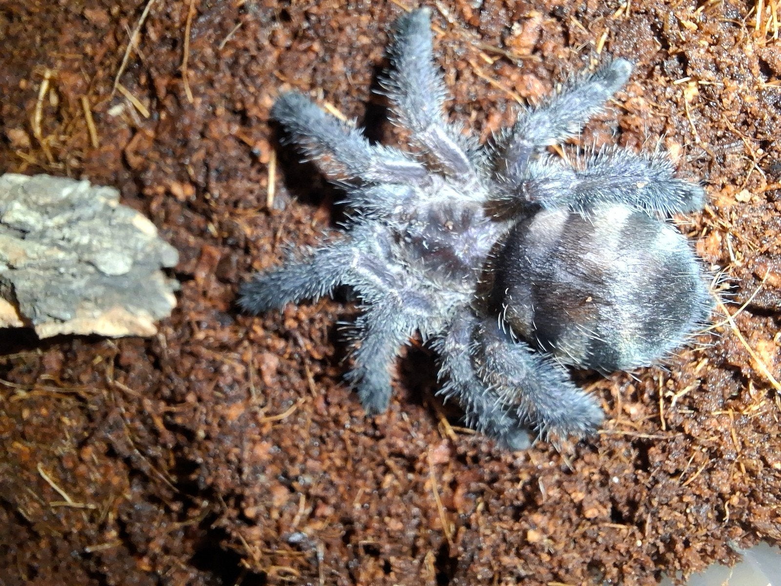 Avi purpurea, Dieren en Toebehoren, Insecten en Spinnen, Bijen