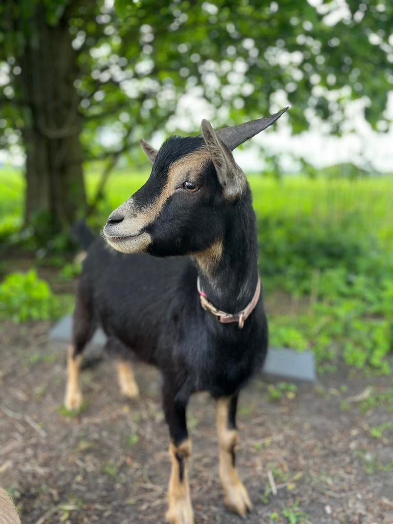 Lieve black en tan gecastreerde dwerggeit bok, Dieren en Toebehoren, Mannelijk, Geit, 0 tot 2 jaar