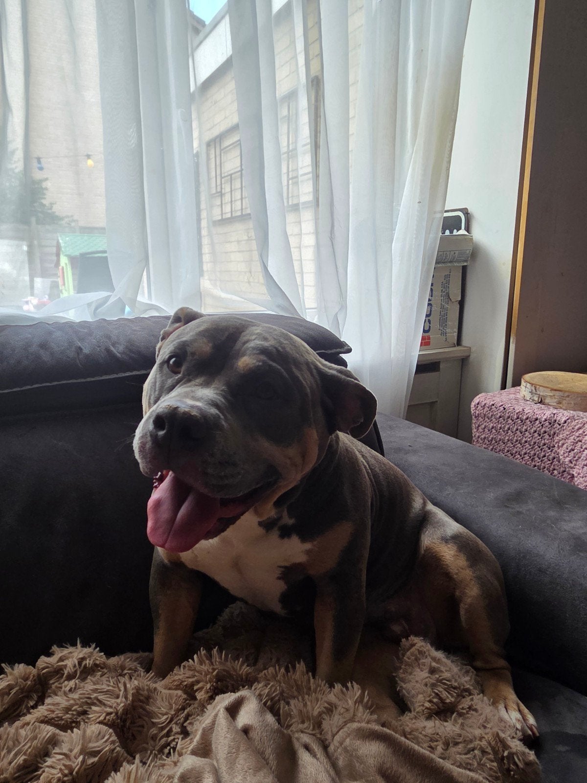 Teef is tricolor man is beige 4jaar allebij, Teef, Bulldog, Meerdere, 3 tot 5 jaar