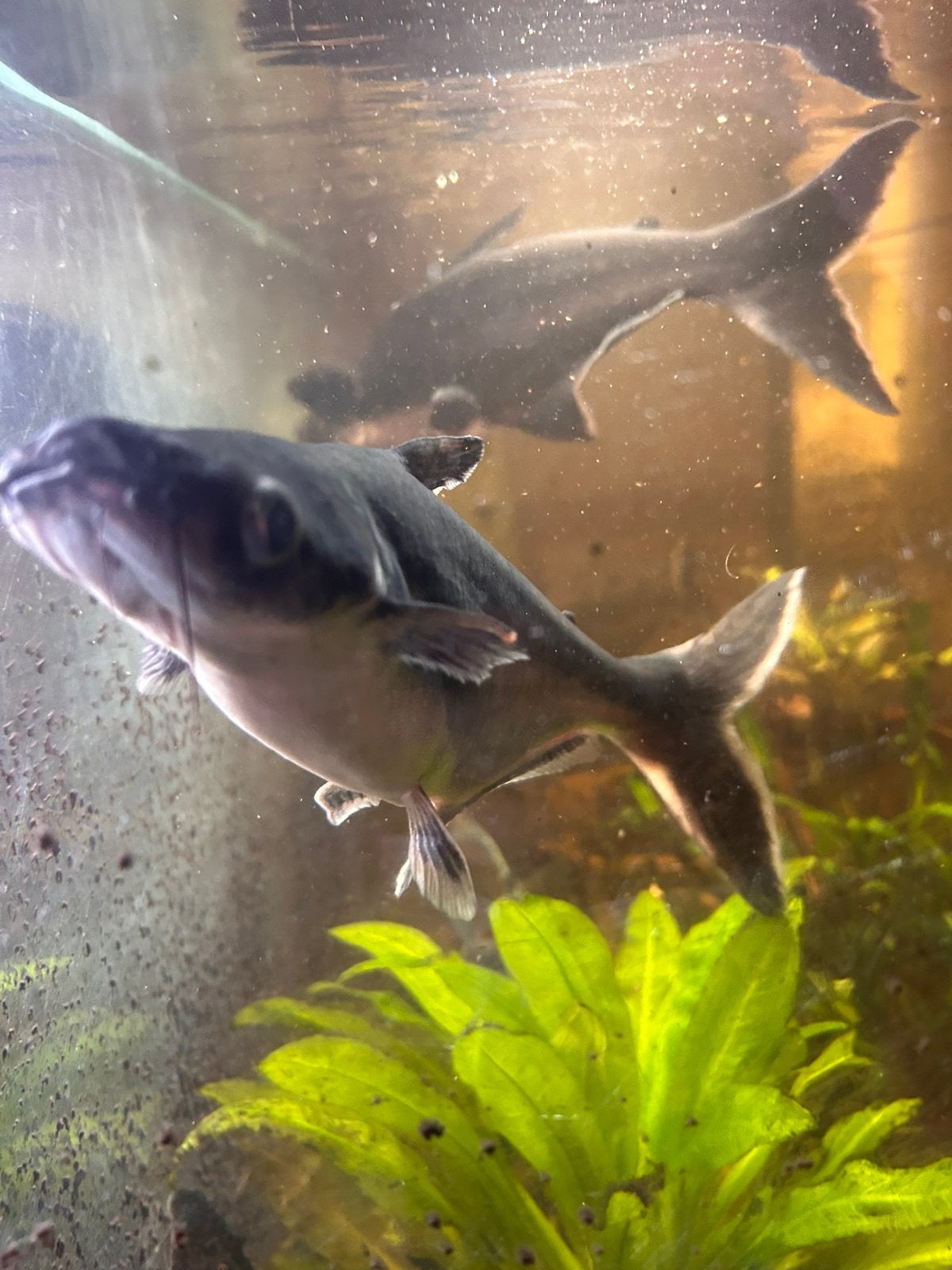 Pangasius haaien, Vis