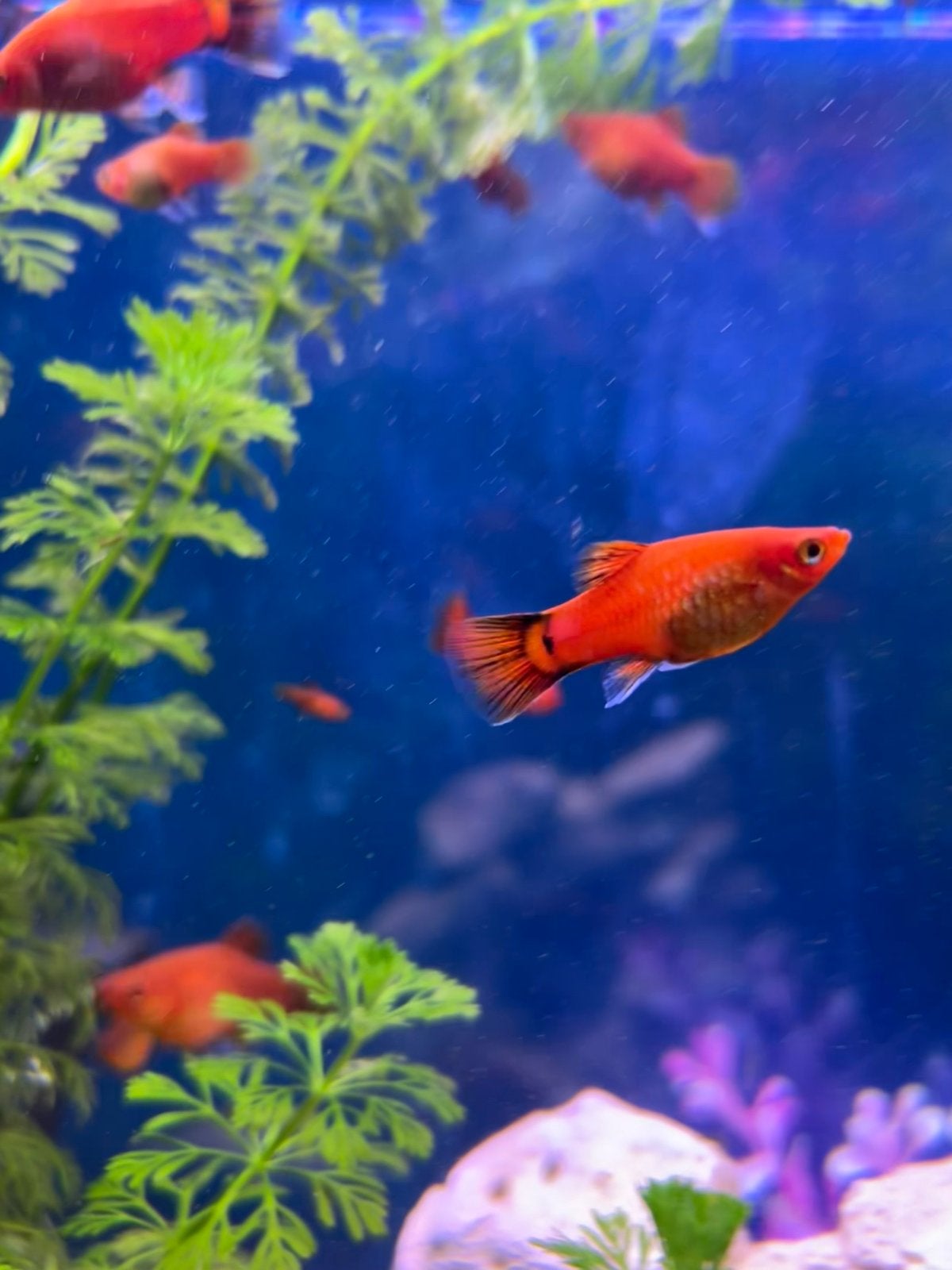 Platy vissen €0,50 / ruilen, Dieren en Toebehoren, Vis