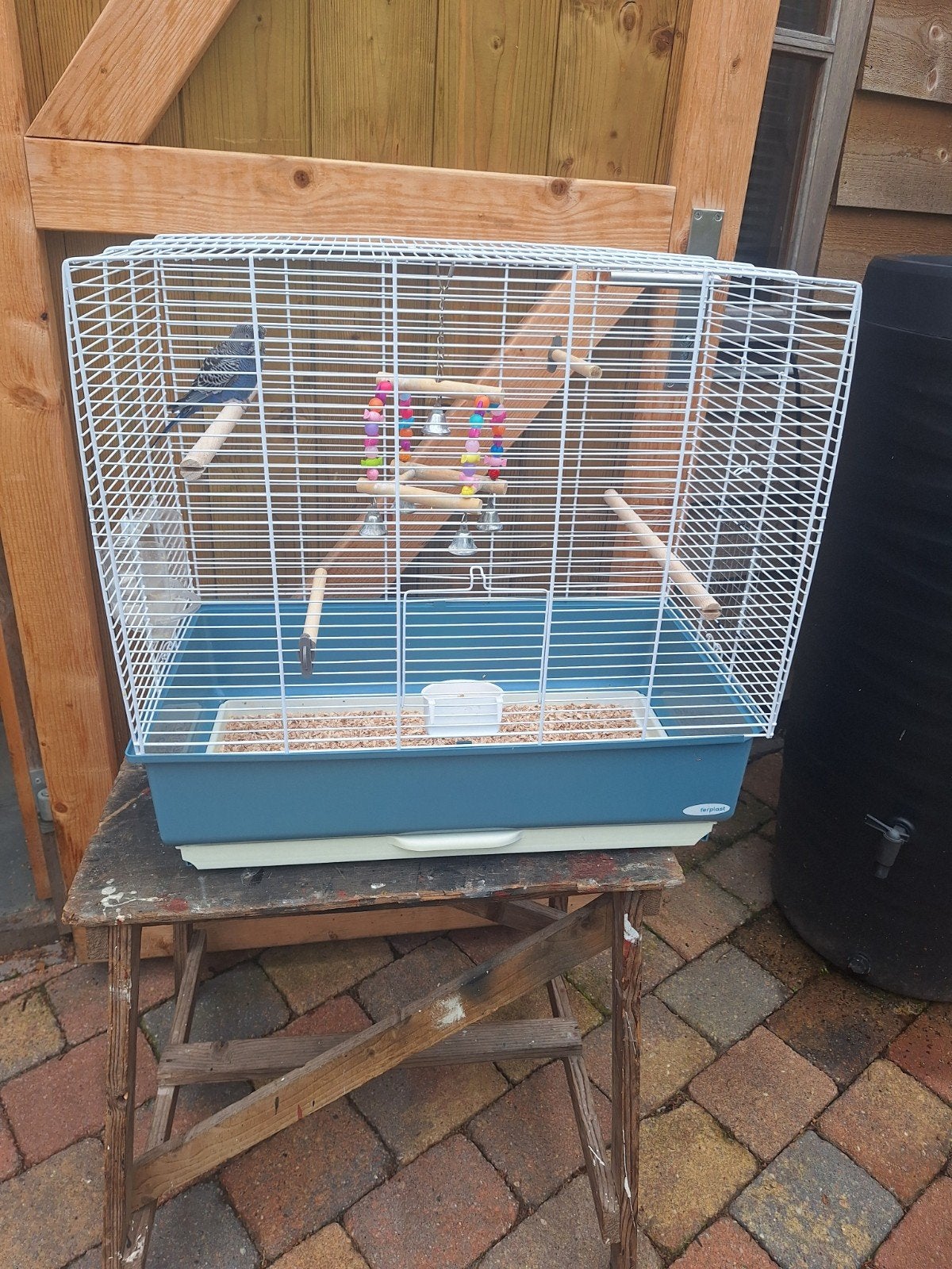 Vogelkooi met blackface parkiet man, Dieren en Toebehoren, Vogels | Hokken en Kooien, Ophalen, Zo goed als nieuw, Metaal, Vogelkooi