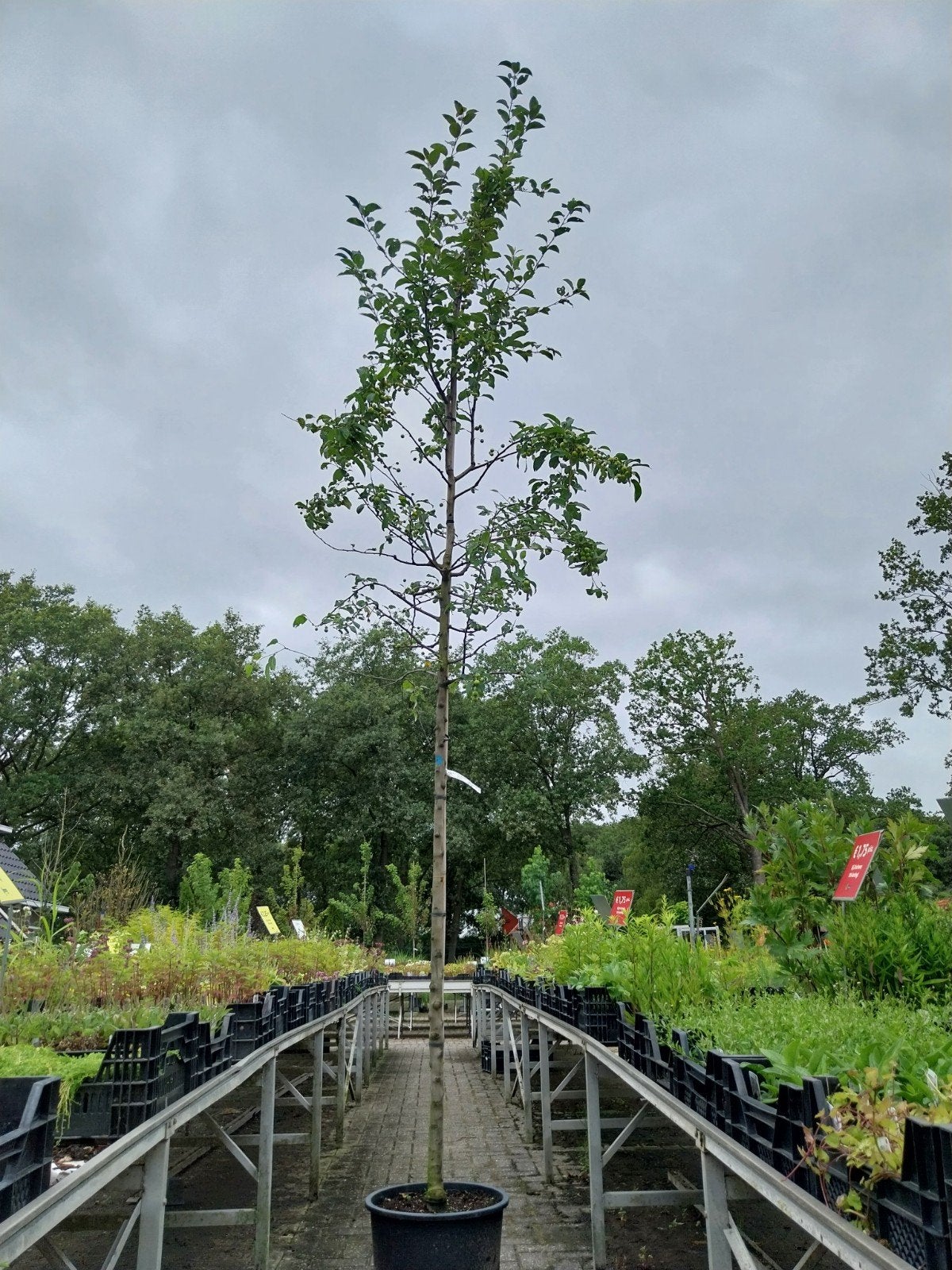 Malus Red Sentinel - Sierappelboom, Tuin en Terras, Planten | Bomen, Overige soorten, Lente, 250 tot 400 cm, Ophalen