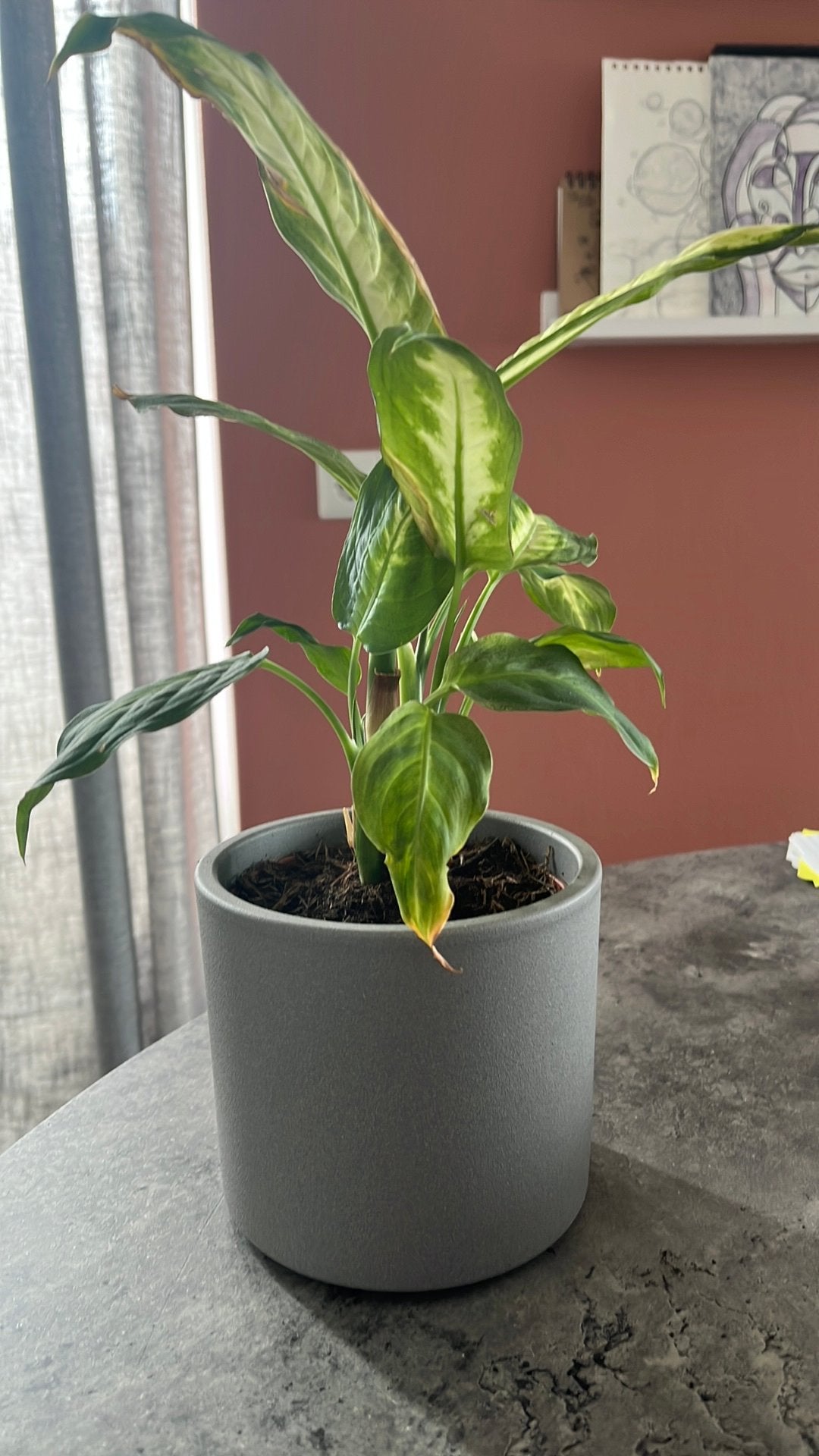 Plant met pot, Huis en Inrichting, Ophalen, Halfschaduw, Minder dan 100 cm