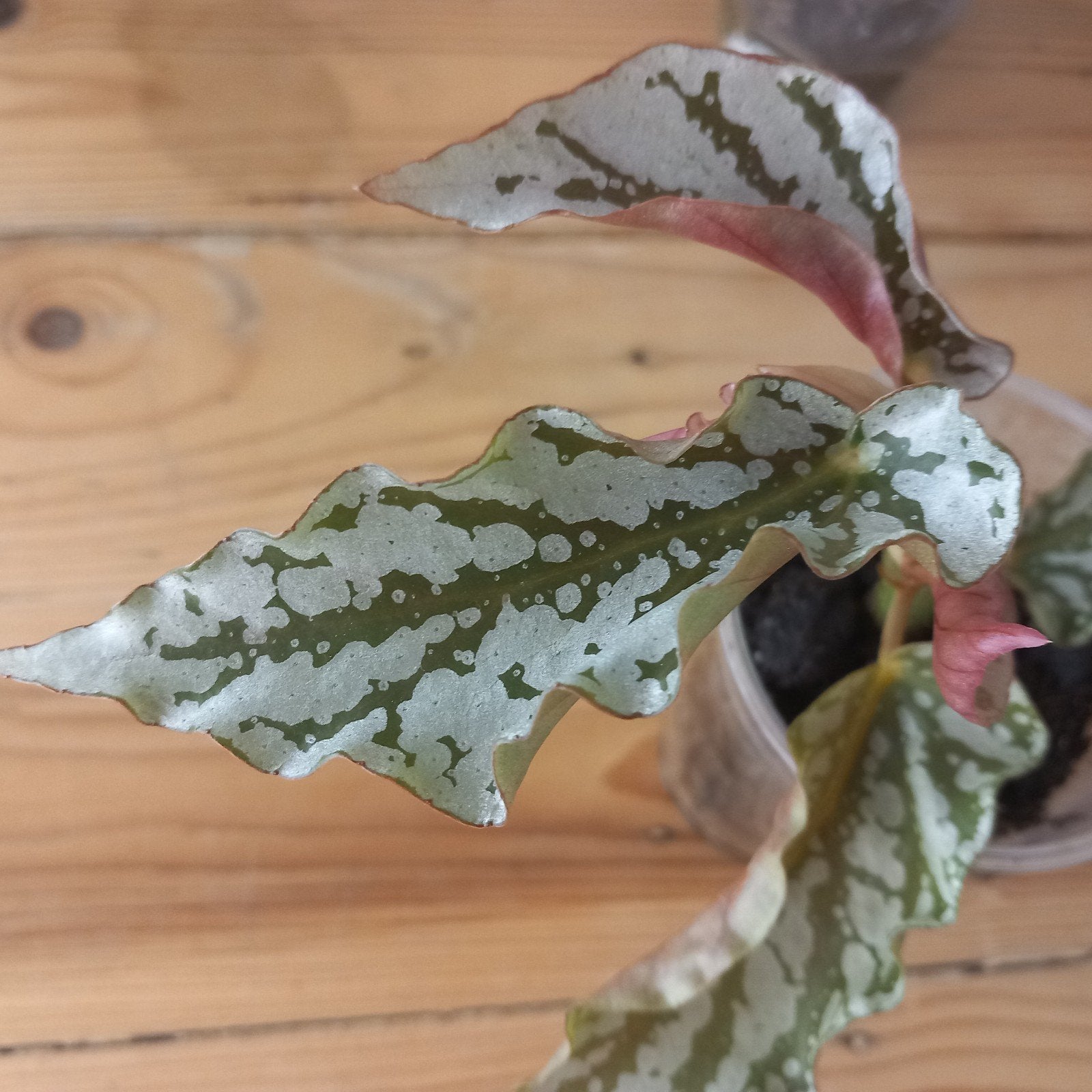 begonia avalanche stek nr 54, Huis en Inrichting, Ophalen of Verzenden, Halfschaduw, Minder dan 100 cm