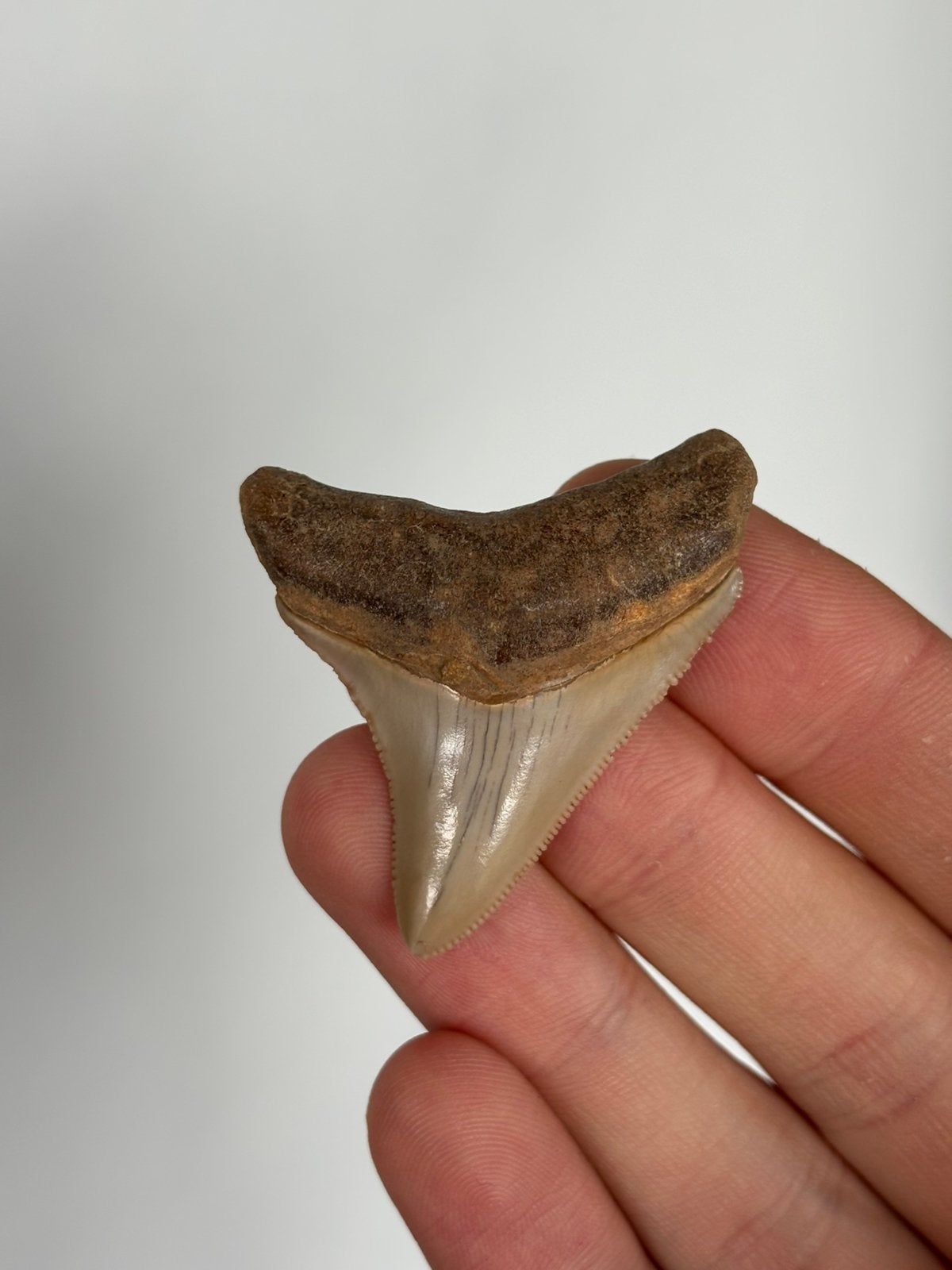 Fossiele haaientand megalodon Indonesië, Ophalen of Verzenden, Fossiel