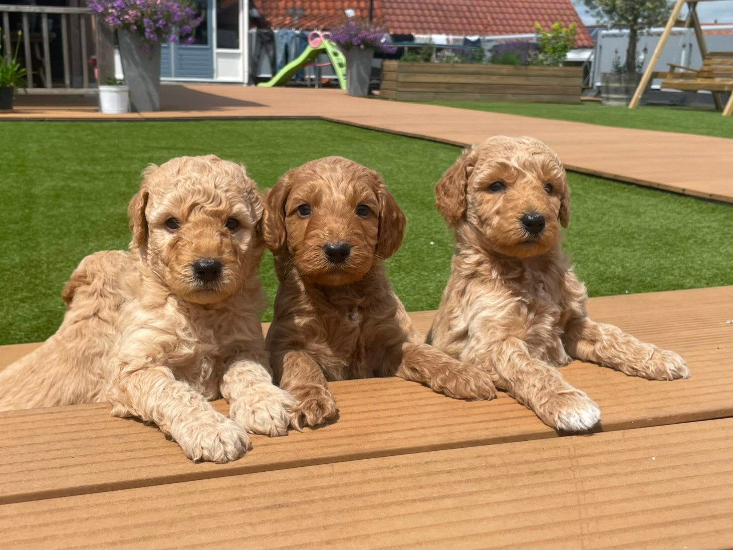 labradoodle pups, Dieren en Toebehoren, Overige rassen, 8 tot 15 weken, Meerdere, Meerdere dieren