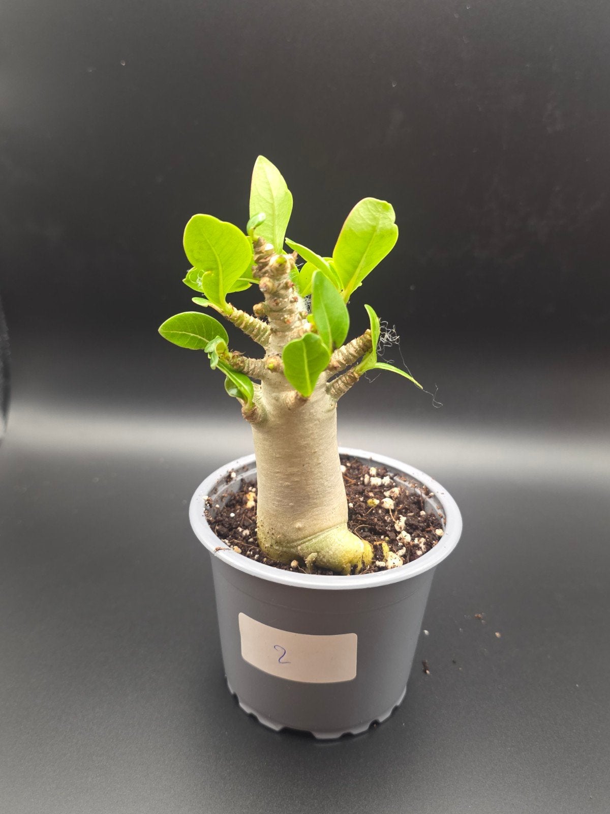 Adenium, Ophalen of Verzenden, Halfschaduw, Minder dan 100 cm