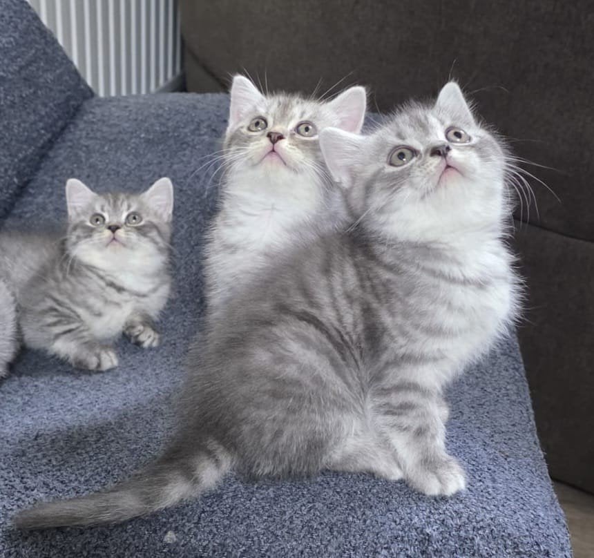 BKH britse korthaar kitten  twee beschikbaar., Dieren en Toebehoren, Ontwormd