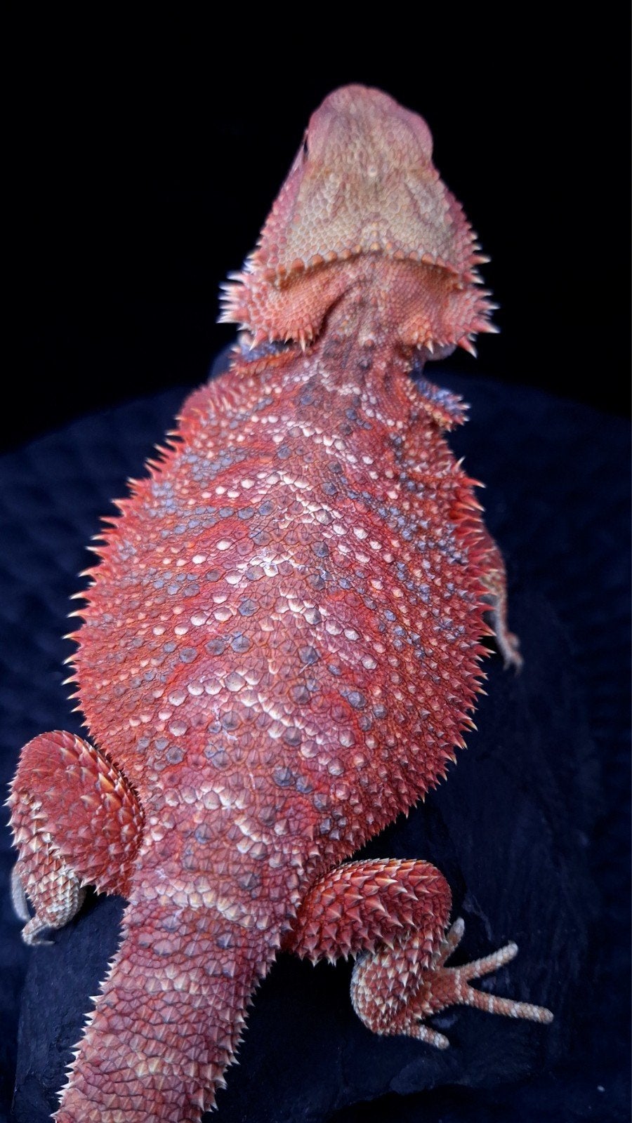Red/Purple Hypo Blue Bar Baardagaam Vrouw (Holdback)