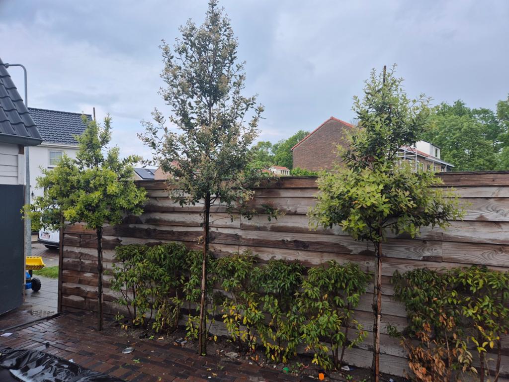 3 stuks steeneik, Tuin en Terras, Overige soorten, Lente, 100 tot 250 cm, Ophalen