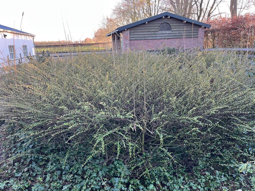 Dwergmispel -  Cotoneaster horizontalis - gratis afhalen, Tuin en Terras, Ophalen, Overige soorten, Minder dan 100 cm