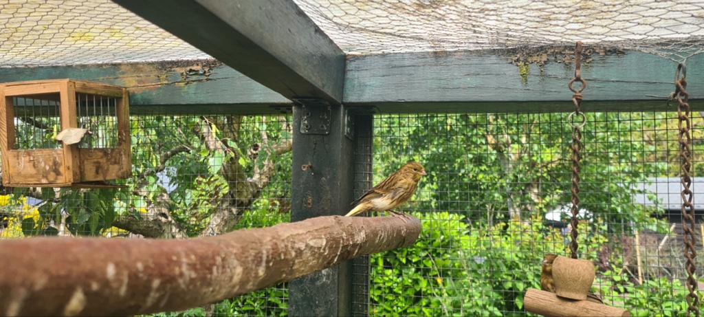 3 kanariemannen, Mannelijk, Kleurkanarie
