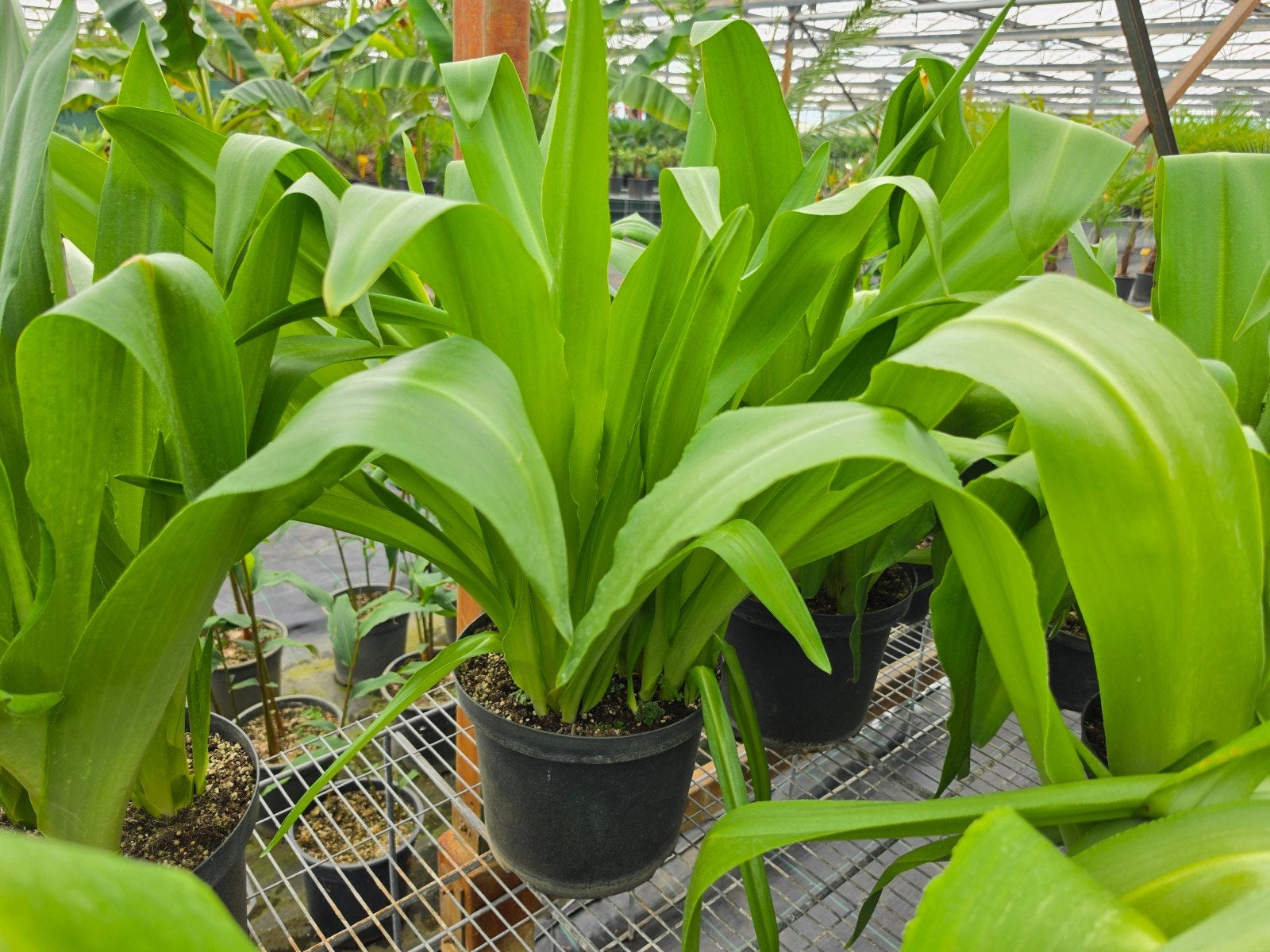 Eucomis pole evansie multipot, Ophalen, Overige soorten, Volle zon