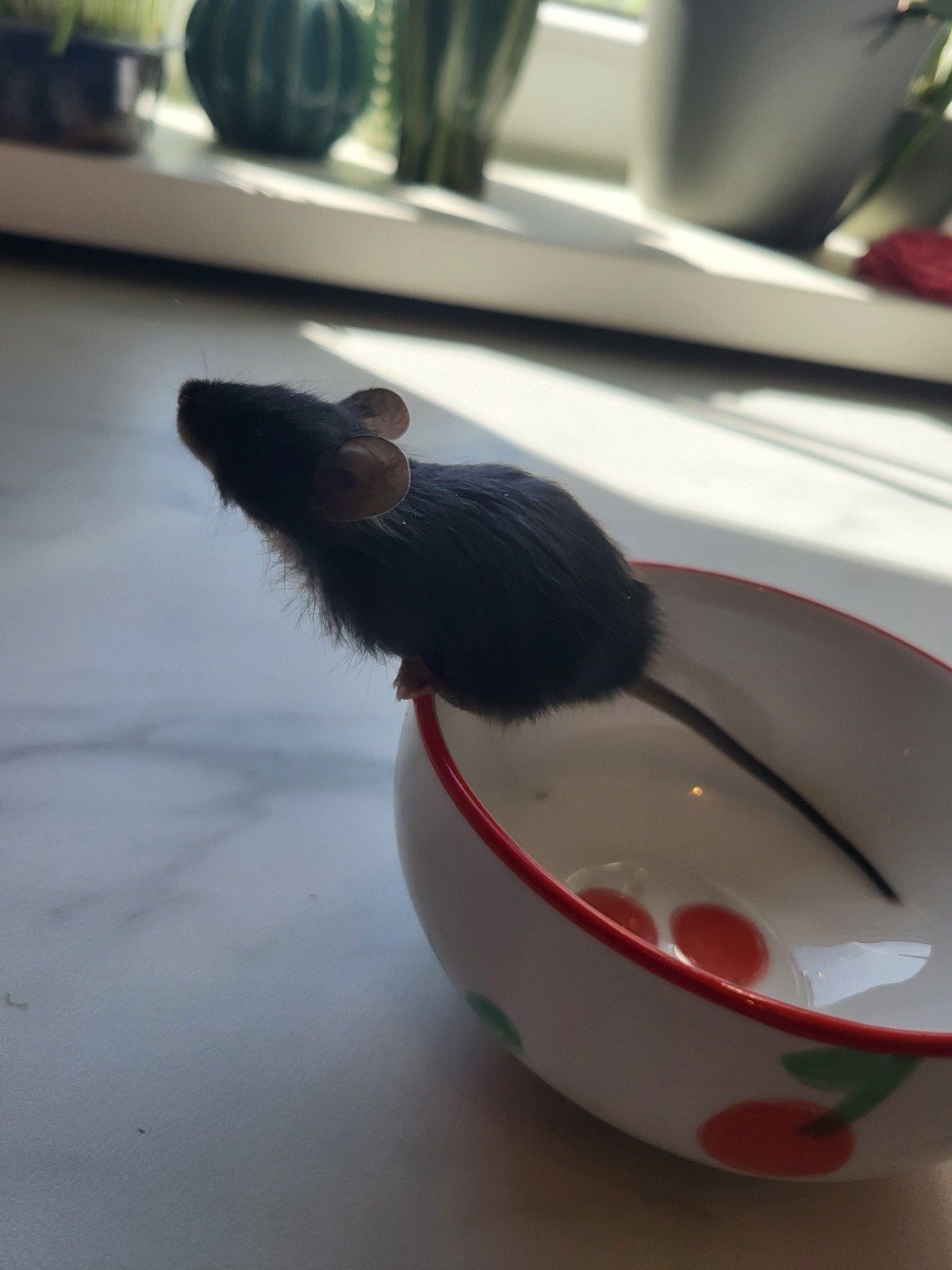 Jong kleurmuisje (man)️♂️, Dieren en Toebehoren, Muis, Mannelijk, Juli, Tam
