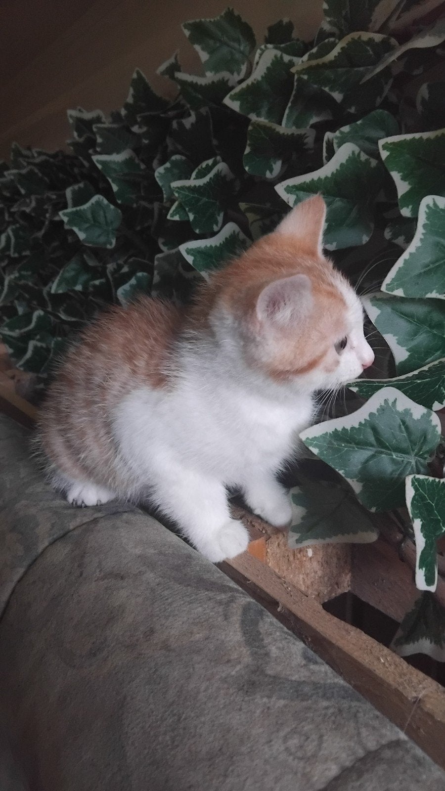 hele mooie kitten rood poesje, Dieren en Toebehoren, Meerdere dieren, Kortharig, 0 tot 2 jaar