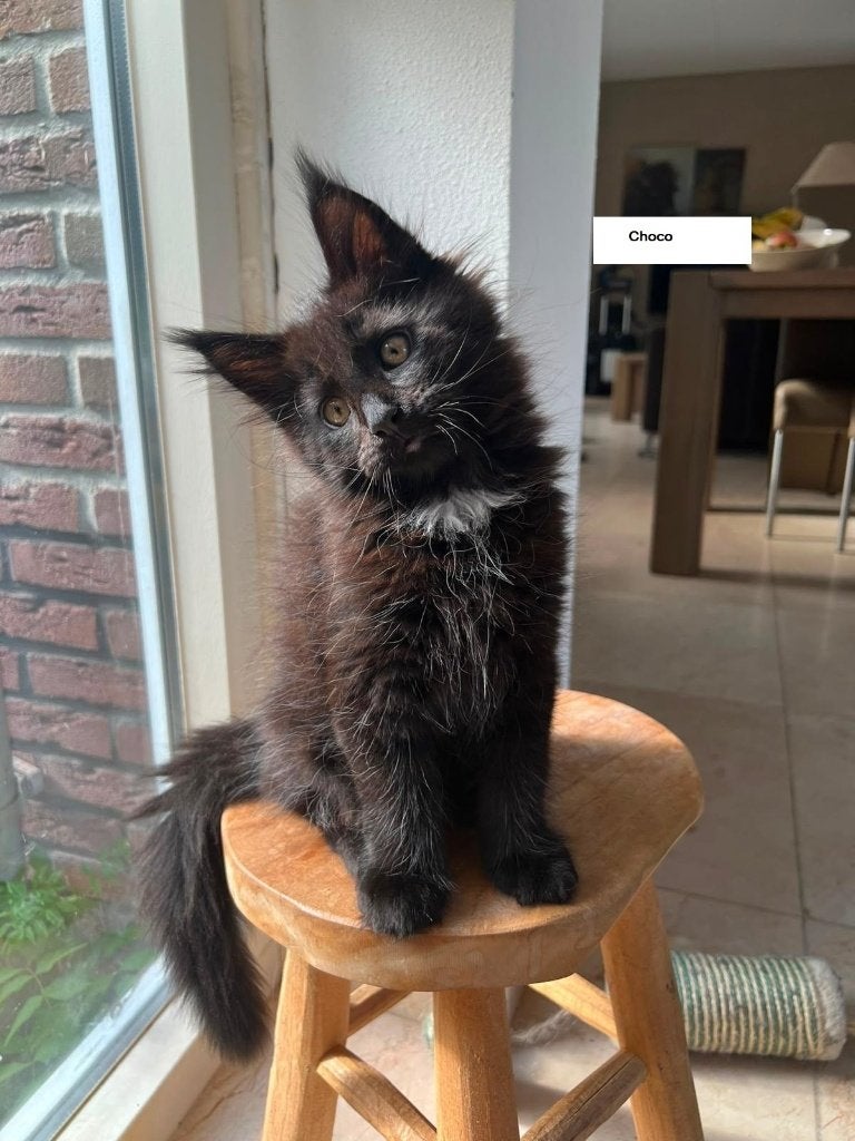 Super lieve en sociale Maine Coon kittens, Dieren en Toebehoren, Meerdere dieren, Gechipt, 0 tot 2 jaar