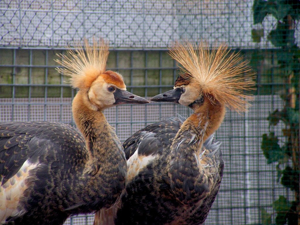 Kraanvogels | Bijzondere dieren | Passend advies, Dieren en Toebehoren, Pluimvee, Meerdere dieren, Overige soorten
