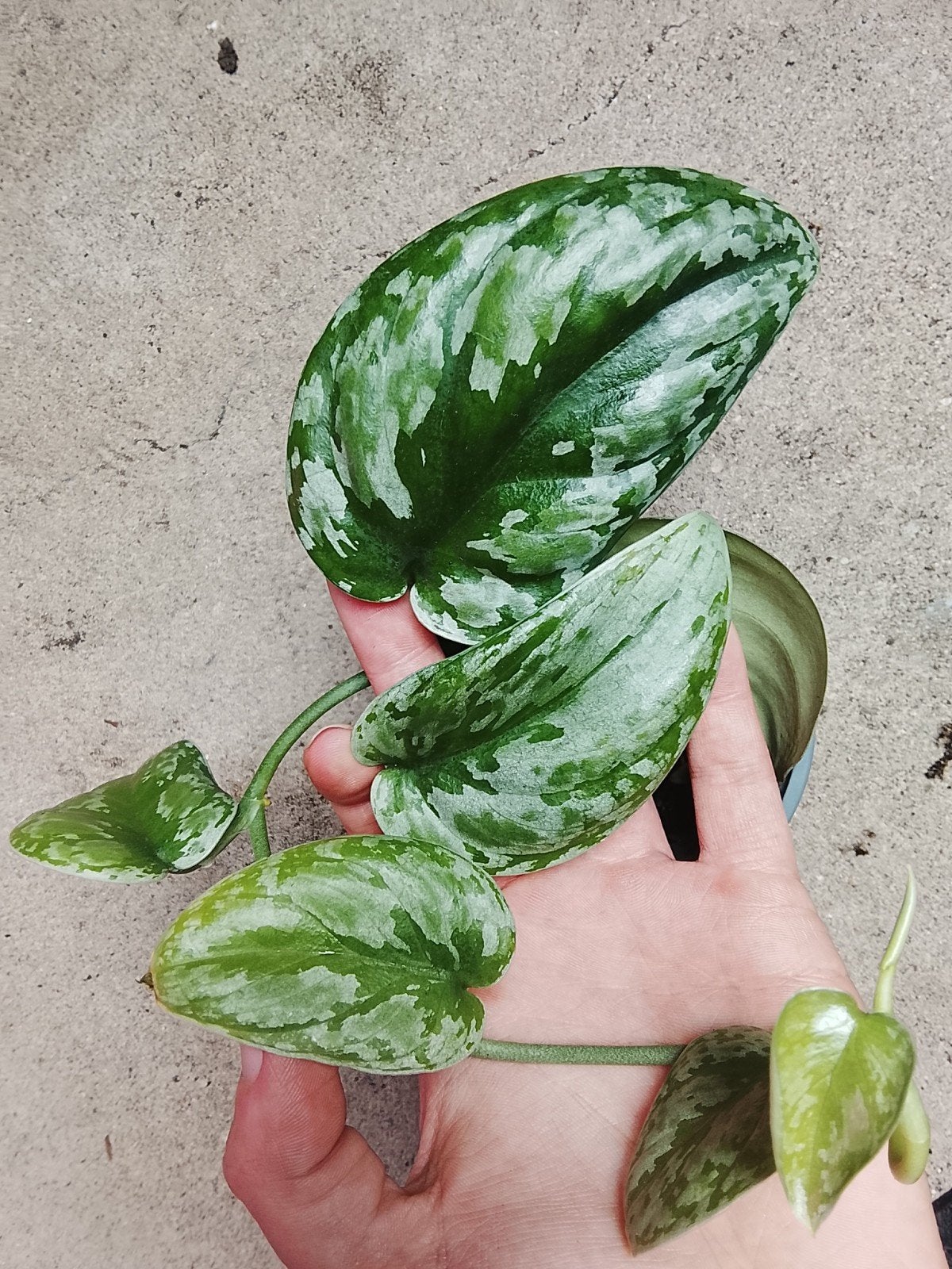 Scindapsus Kalimantan Tricolor Sp Borneo plant, Huis en Inrichting, Kamerplanten, Ophalen of Verzenden, Halfschaduw, Minder dan 100 cm
