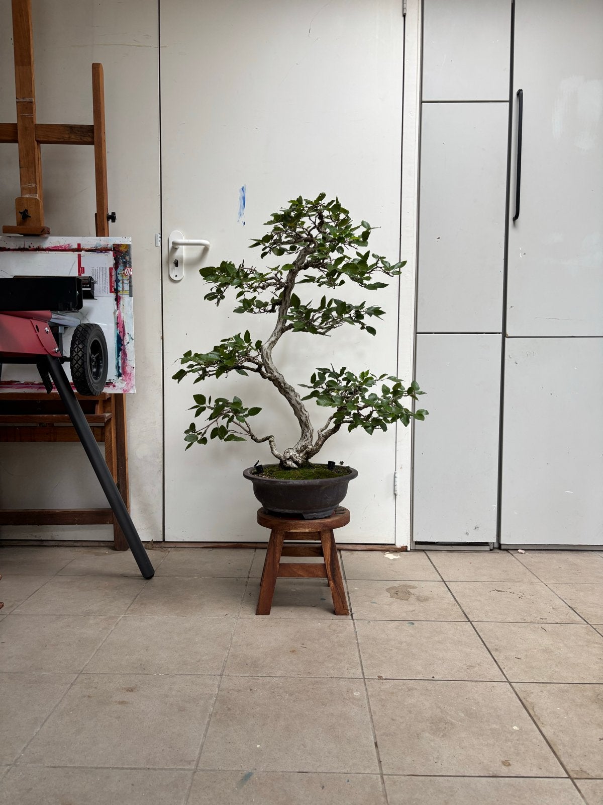 Grote Chinese Iep Zelkova Bonsai, Ophalen, Vaste plant, Overige soorten