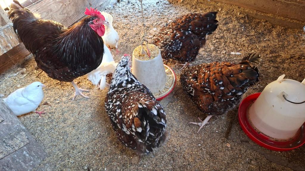 Broedeieren Sussex rood porcelein, Dieren en Toebehoren, Geslacht onbekend, Kip