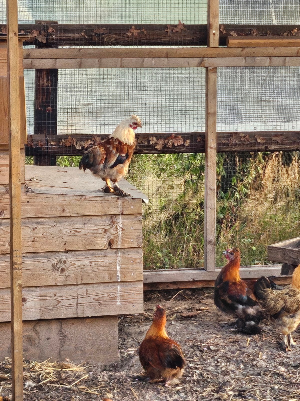 diverse jonge haantjes, Mannelijk, Kip