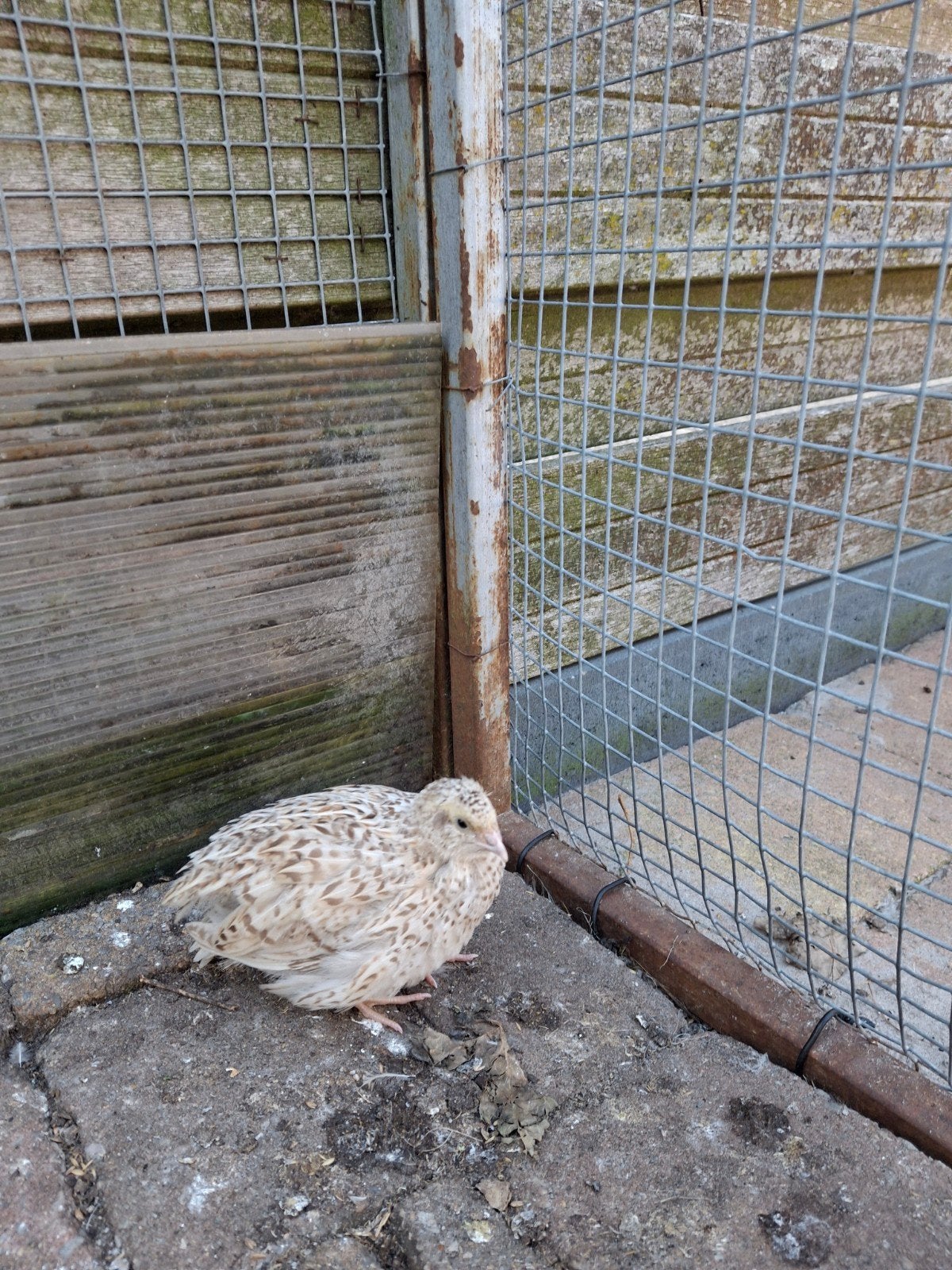 japanse kwartels, Dieren en Toebehoren, Pluimvee, Meerdere dieren, Overige soorten