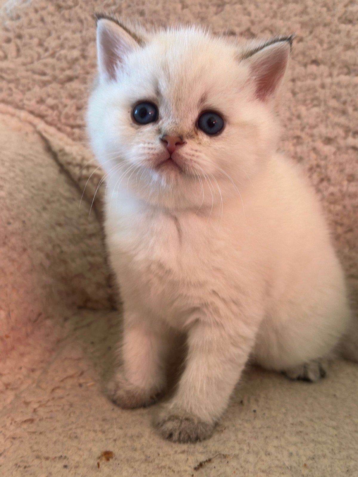 Britse Korthaar kittens.