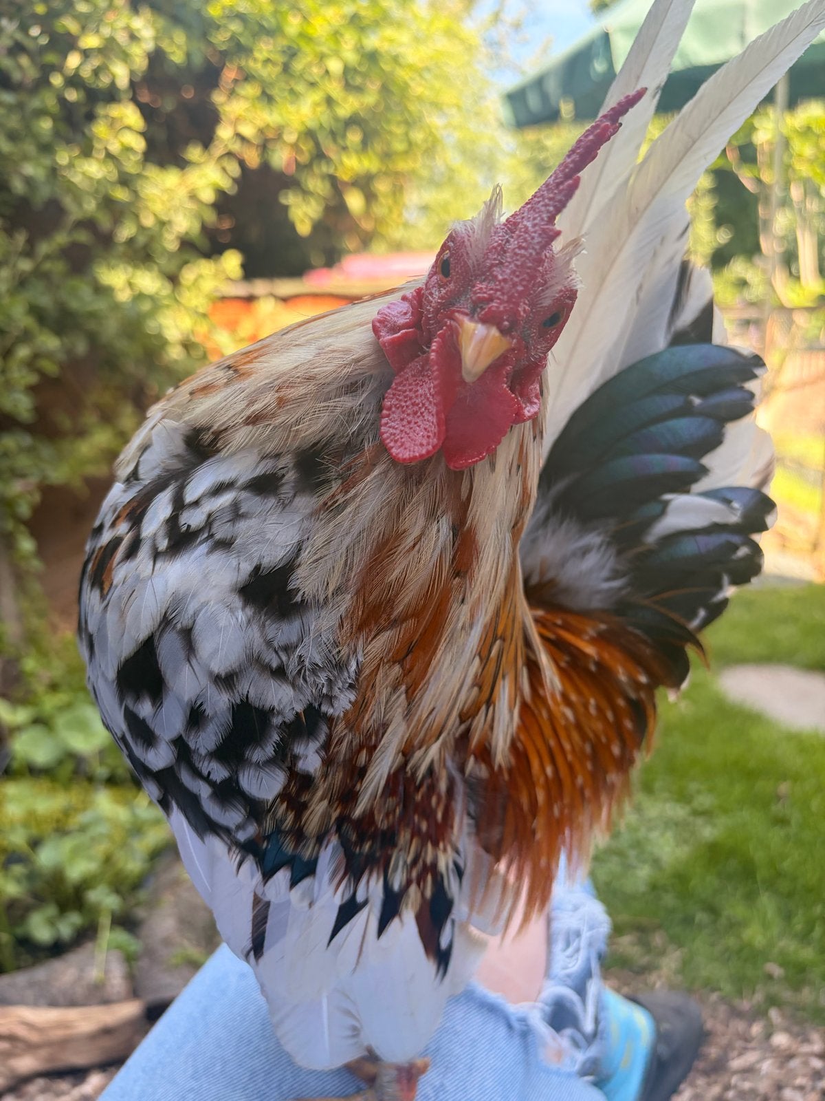 Serama kriel haan, Dieren en Toebehoren, Mannelijk, Kip