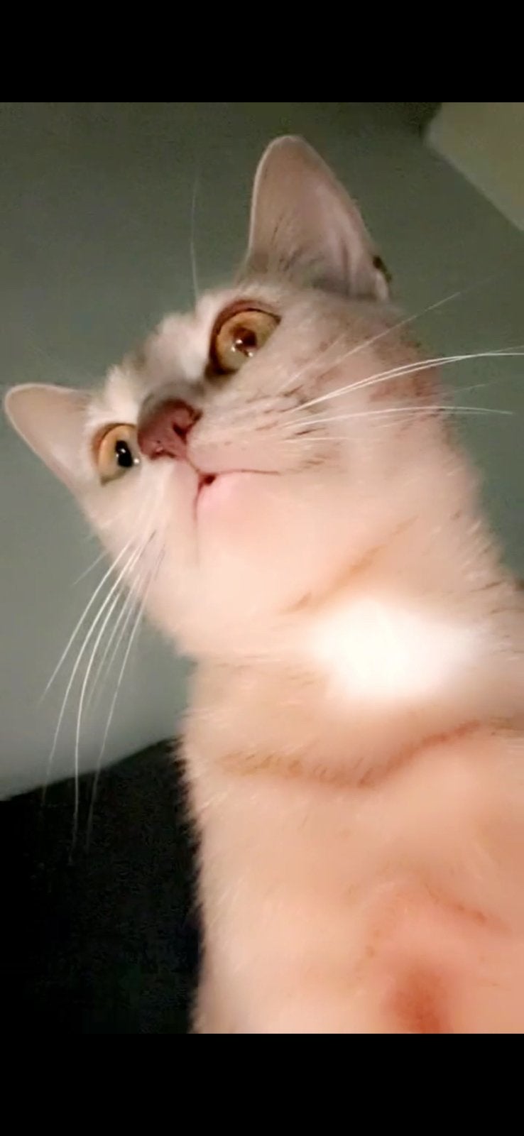 Kat, Poes