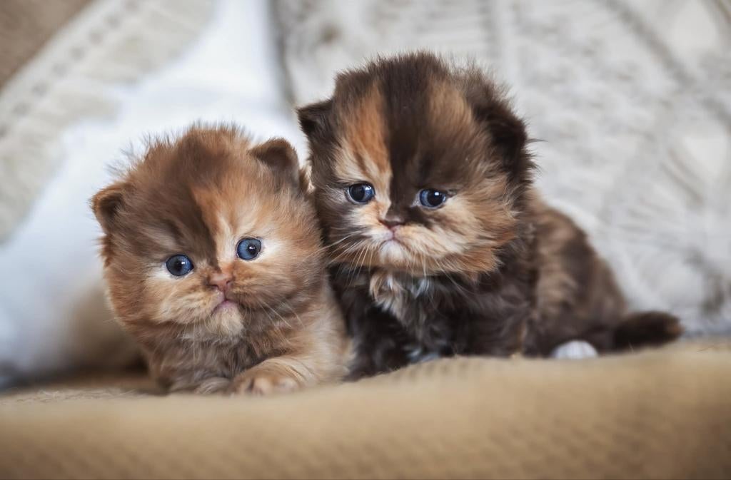 Britse kittens Cinnamon white, Dieren en Toebehoren, Katten en Kittens | Raskatten | Korthaar, Poes, Met stamboom, 0 tot 2 jaar