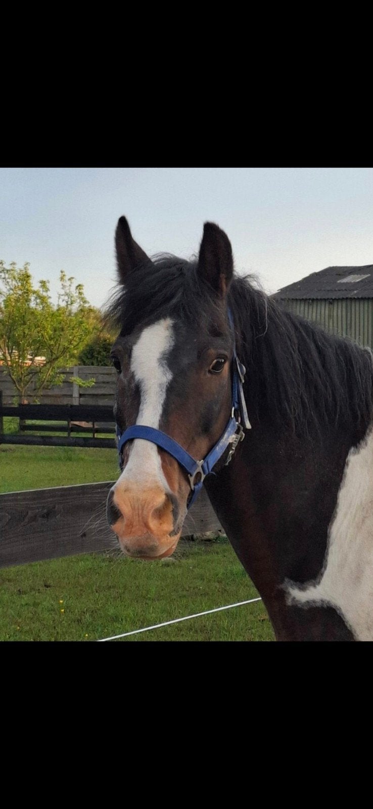 lieve ruin (bob)